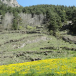 Feixes del Mas de Ribafeta