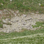 Pleta del Llomar
